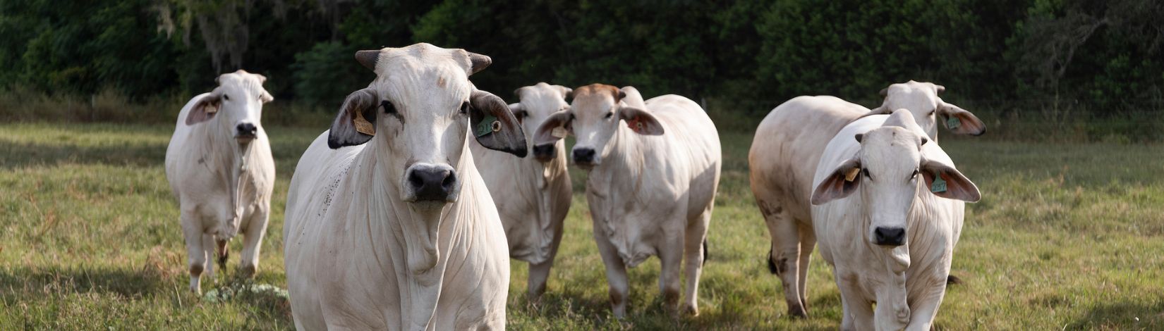 American Brahman North Florida Research and Education Center (NFREC) Marianna.