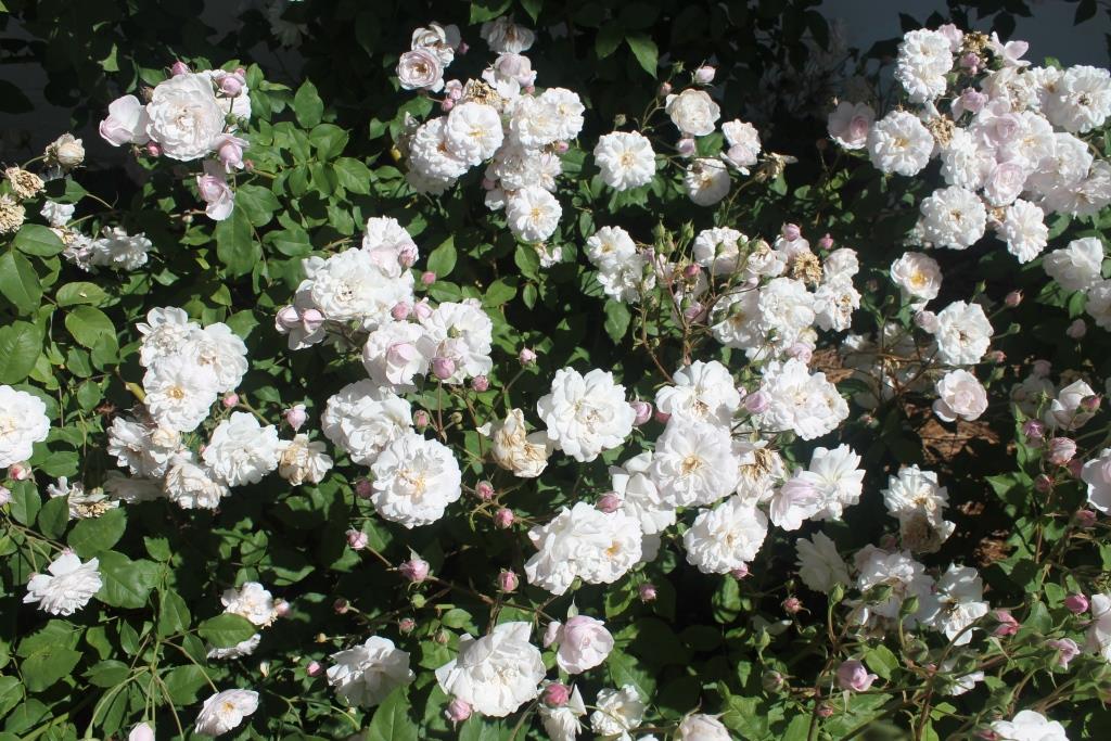 Rose Pruning Workshop Saturday February 9th 2019 – UF/IFAS Extension ...