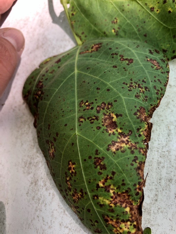 Bean Leaf Spot Doesn't Always Harm Crop UF/IFAS Extension Washington