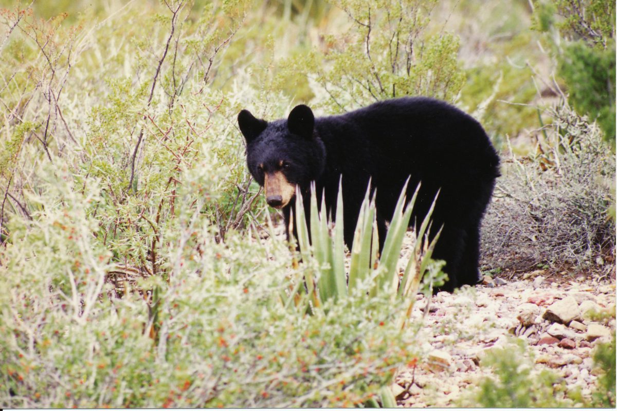 How Wec Works Eric Hellgren Uf Ifas Wildlife Ecology And