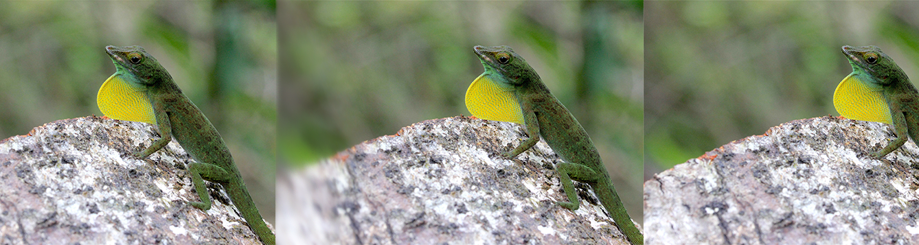 How Wec Works Miguel Acevedo Uf Ifas Wildlife Ecology And