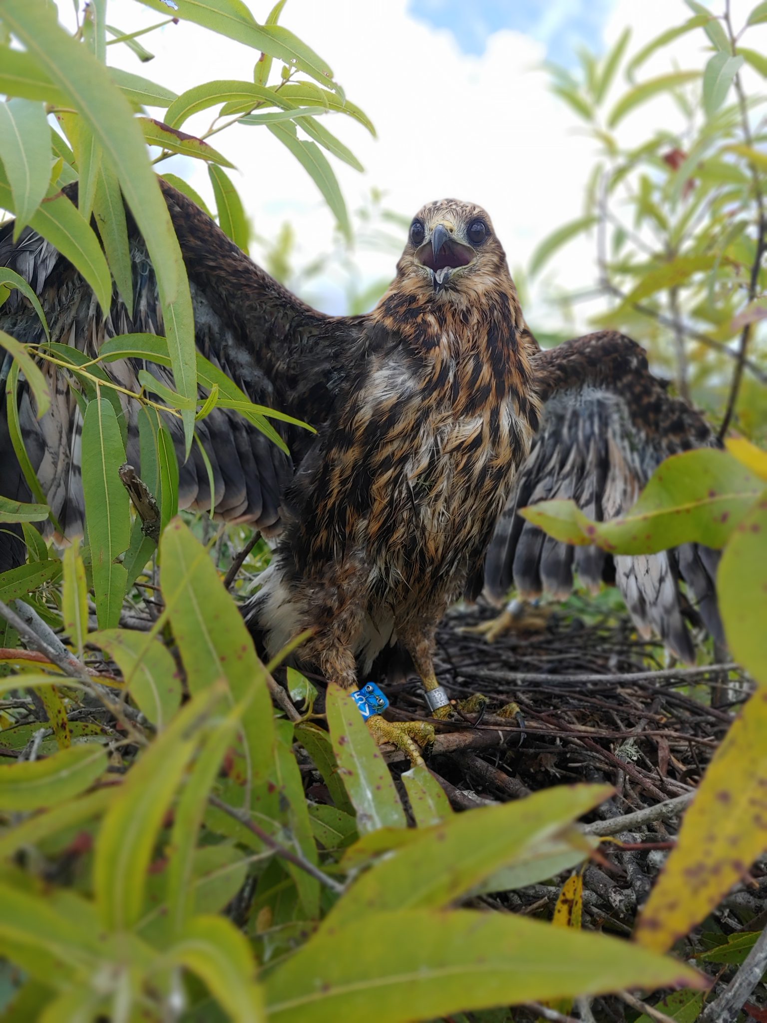 Conservation of the Endangered Everglades Snail Kite UF/IFAS Wildlife