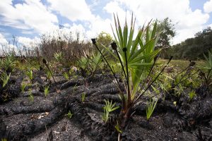 Palmetto post-prescribed burn.
