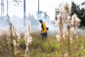 Firefighter conducting prescribed burn