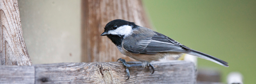 Blackcapped Chickadee