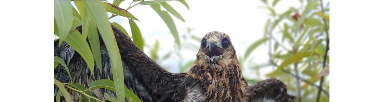 Snail Kite photographed by Caroline Poli.