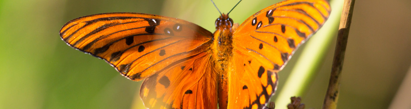 UF/IFAS WFREC - Butterfly on flowers. Photo taken 6/3/16