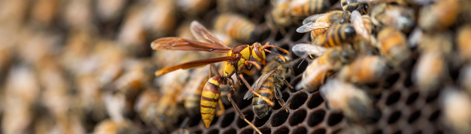 close up of honey bee in the hive
